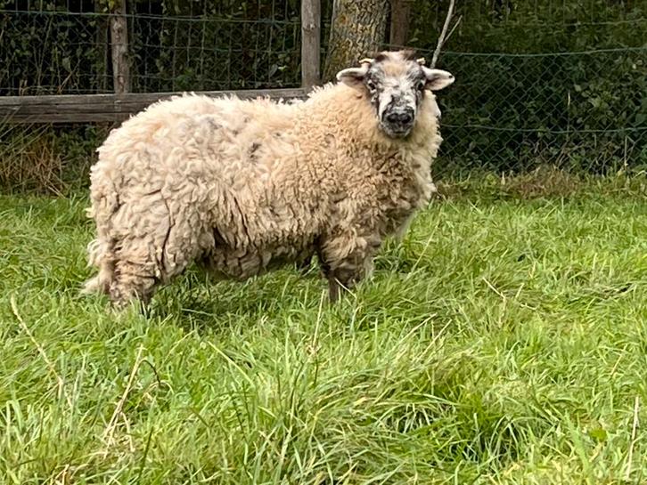 Herdwick/ Greyface Dartmoor, Dieren en Toebehoren, Schapen, Geiten en Varkens, Schaap, Mannelijk
