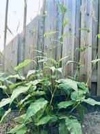 Persicaria Alba (wit), Volle zon, Vaste plant, Zomer, Ophalen