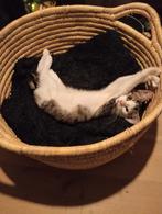 ️hallo ik ben suusje ik zoek een warm liefde vol mandje️, Dieren en Toebehoren