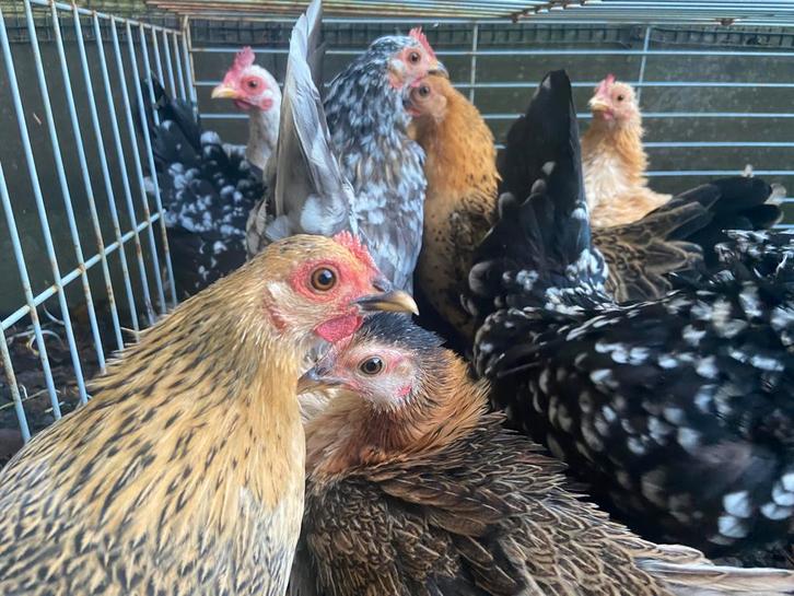 Serama hennen 2023/2024/2025, Dieren en Toebehoren, Pluimvee, Kip, Vrouwelijk