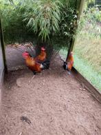 Drentse hoen hanen, Dieren en Toebehoren, Pluimvee, Mannelijk, Kip