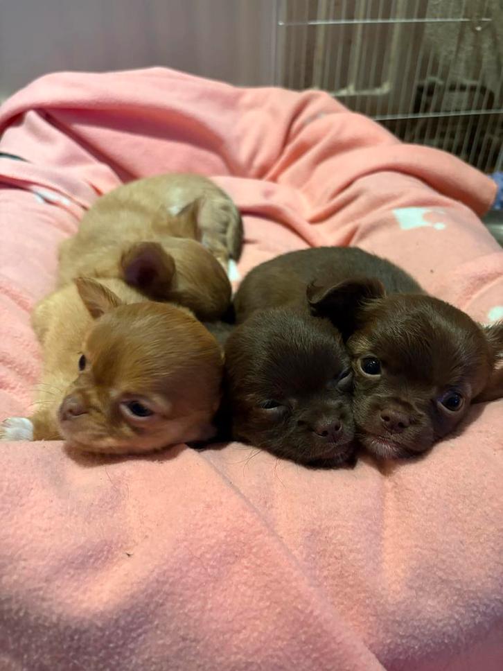 Chihuahua pups, Dieren en Toebehoren, Honden | Chihuahua's en Gezelschapshonden, Meerdere dieren, Chihuahua, Fokker | Hobbymatig