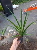 Sansevieria / sanseveria stekken, Ophalen, Overige soorten, Minder dan 100 cm