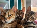Bengaal kittens, Dieren en Toebehoren, Katten en Kittens | Raskatten | Korthaar, Poes, Gechipt