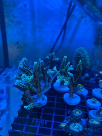 Koraal stekjes. beschikbaar voor biedingen