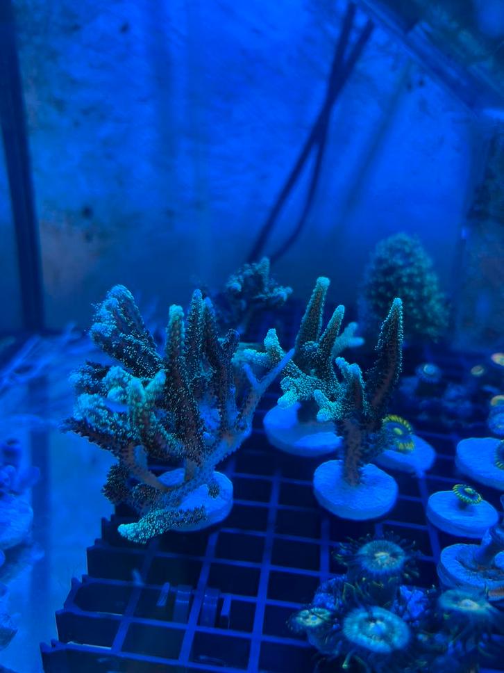Koraal stekjes., Dieren en Toebehoren, Vissen | Aquaria en Toebehoren, Zo goed als nieuw, Gevuld zeewateraquarium, Ophalen