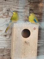 Koppeltje elegant parkieten, Dieren en Toebehoren, Vogels | Parkieten en Papegaaien, Meerdere dieren, Parkiet
