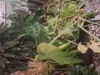 Enorme monsteria vingerplant, Ophalen, Halfschaduw, Minder dan 100 cm