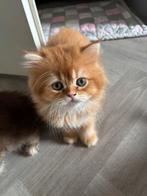 Brits Langhaar Kittens mogen verhuizen!, Dieren en Toebehoren, Katten en Kittens | Raskatten | Korthaar, Meerdere dieren, Gechipt