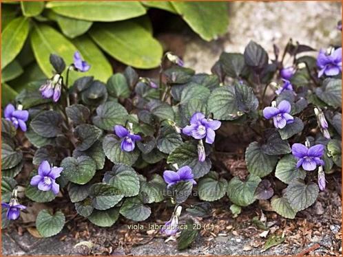 Te koop: vaste plant, viooltje, biologisch!, Tuin en Terras, Planten | Tuinplanten, Vaste plant, Bodembedekkers, Halfschaduw, Zomer
