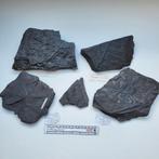 Carboon fossielen Laura-Julia mijn Nederlands, Verzamelen, Mineralen en Fossielen, Ophalen of Verzenden, Fossiel