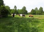 Stal beschikbaar op klein privé pensionstal, Dieren en Toebehoren, Stalling en Weidegang, Weidegang, 1 paard of pony