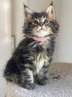 Xxl Maine Coon kittens, Poes, Gechipt, 0 tot 2 jaar