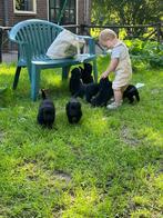 Labrador x Herder x Rottweiler puppy’s, 8 tot 15 weken, Labrador retriever, CDV (hondenziekte), Meerdere