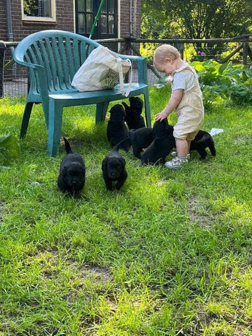 Labrador x Herder x Rottweiler puppy’s, Dieren en Toebehoren, Honden | Retrievers, Spaniëls en Waterhonden, Meerdere dieren, Labrador retriever