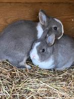 Top bonte kleurdwerg en bo pooltje, Dieren en Toebehoren, Konijnen, Mannelijk, Dwerg