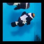 1 Amphiprion Ocellaris Black Snowflake te koop, Vis