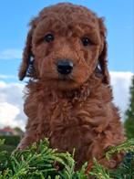 Prachtige Labradoodle pups, Nederland, Overige rassen, 8 tot 15 weken, CDV (hondenziekte)