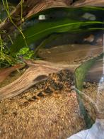 L387., Dieren en Toebehoren, Vis, Zoetwatervis