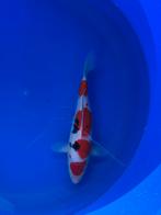 Prachtige sanke koi, Karper of Koi