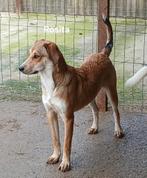 Rosita zoekt baasje, Dieren en Toebehoren, Honden | Niet-rashonden, Particulier, Rabiës (hondsdolheid), 15 weken tot 1 jaar, Buitenland