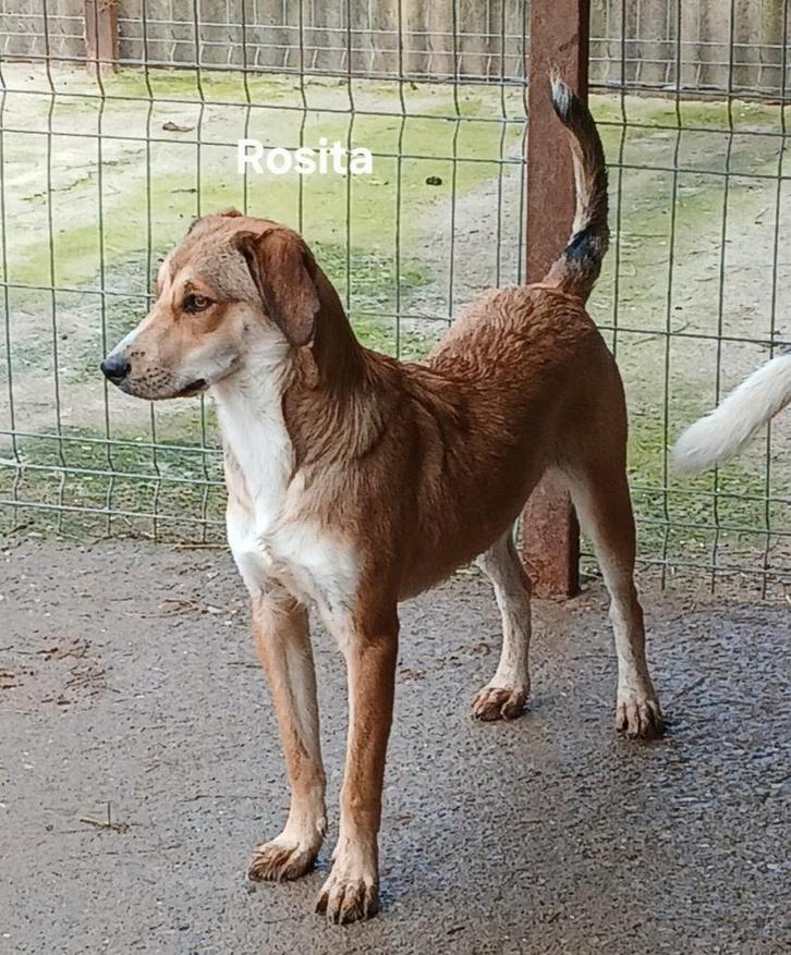 Rosita zoekt baasje, Dieren en Toebehoren, Honden | Niet-rashonden, Middel, Teef, Particulier, Eén hond, Buitenland, 15 weken tot 1 jaar