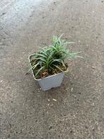 Ophiopogon Minor - Slangenbaard, Ophalen, Bodembedekkers, Vaste plant, Halfschaduw