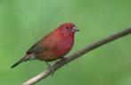 Te koop prachtig Koppel vuurvinken, Dieren en Toebehoren, Vogels | Overige Vogels, Meerdere dieren, Tropenvogel, Geringd