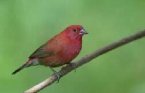 Te koop prachtig Koppel vuurvinken, Dieren en Toebehoren, Vogels | Overige Vogels, Tropenvogel, Meerdere dieren, Geringd