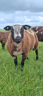 Mooie bonte ram, Dieren en Toebehoren, Schapen, Geiten en Varkens, Mannelijk, Schaap, 0 tot 2 jaar
