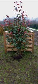 Photinia Fraseri Red Robin 🍁🌿 groenblijvende haagplant🍁🌿, Tuin en Terras, Planten | Bomen, Ophalen, Halfschaduw, Overige soorten