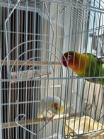 2 vogels, Dieren en Toebehoren, Meerdere dieren, Dwergpapegaai of Agapornis
