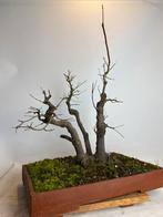 Acer palmatum bonsai driestammig, Tuin en Terras, Ophalen, Bloeit niet, Halfschaduw, Overige soorten