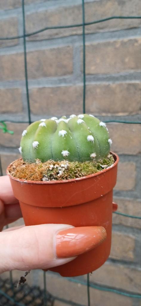 Echinopsis subdenudata cactus - 6cm pot, Huis en Inrichting, Kamerplanten, Ophalen of Verzenden
