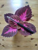 Coleus China rose kamerplant in bloempot paars roze OPHALEN, Ophalen, Minder dan 100 cm