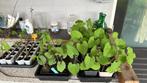 Stokboon plantjes te koop - bonen, Tuin en Terras, Verzenden, Zomer, Overige soorten, Volle zon