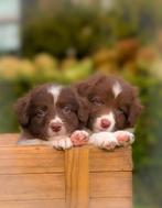 Schattige Border-Stabij X Australian Shepherd pups te koop🩶, Dieren en Toebehoren, Honden | Herdershonden en Veedrijvers, Overige rassen