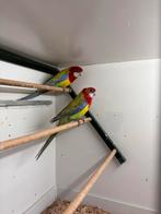 Koppel Rosella’s Te Koop, Dieren en Toebehoren, Meerdere dieren, Parkiet