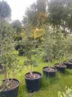 Kurkeik en steeneik meerstammig leverbaar tot 250 cm hoog, Tuin en Terras, Planten | Bomen, Overige soorten, Lente, 100 tot 250 cm