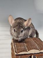 Chinchilla Cretienne zoekt een huisje!, Vrouwelijk, Chinchilla, Voor 1 juli 2024, Tam