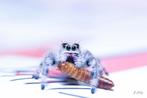 Springspin, jumping spiders, phidippus Regius North Florida, Dieren en Toebehoren