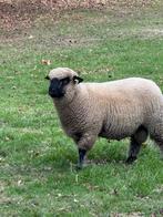 Shrobshire ram te koop, Dieren en Toebehoren, Schapen, Geiten en Varkens, Mannelijk, Schaap
