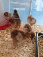 Kuikens BRAHMA GROOTHOENDERS goudpatrijs, Dieren en Toebehoren, Pluimvee, Geslacht onbekend, Kip
