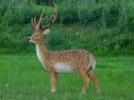 Beeld Hert XL | Polystone | Sikahert | Vol in Kleur, Tuin en Terras, Ophalen of Verzenden, Nieuw, Kunststof, Dierenbeeld