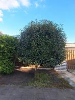 Glansmispel (Photinia fraseri 'Red Robin'), Tuin en Terras, Ophalen, Halfschaduw, Overige soorten, Lente