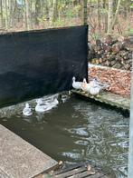 Zilver carolina witte mandarij, Dieren en Toebehoren, Meerdere dieren, Eend