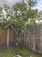 Grote Vijgenboom XL, Volle zon, Bloeit niet, 100 tot 250 cm, Overige soorten