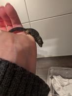 Kameleongekko (Eurydactylodes occidentalis) man, Dieren en Toebehoren, Hagedis, 0 tot 2 jaar