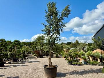 Kurkeik ( Quercus suber ) gedraaide dubbelstam te koop!! beschikbaar voor biedingen