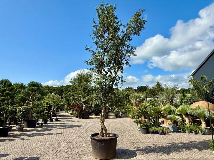 Kurkeik ( Quercus suber ) gedraaide dubbelstam te koop!!, Tuin en Terras, Planten | Bomen, Overige soorten, 400 cm of meer, Volle zon
